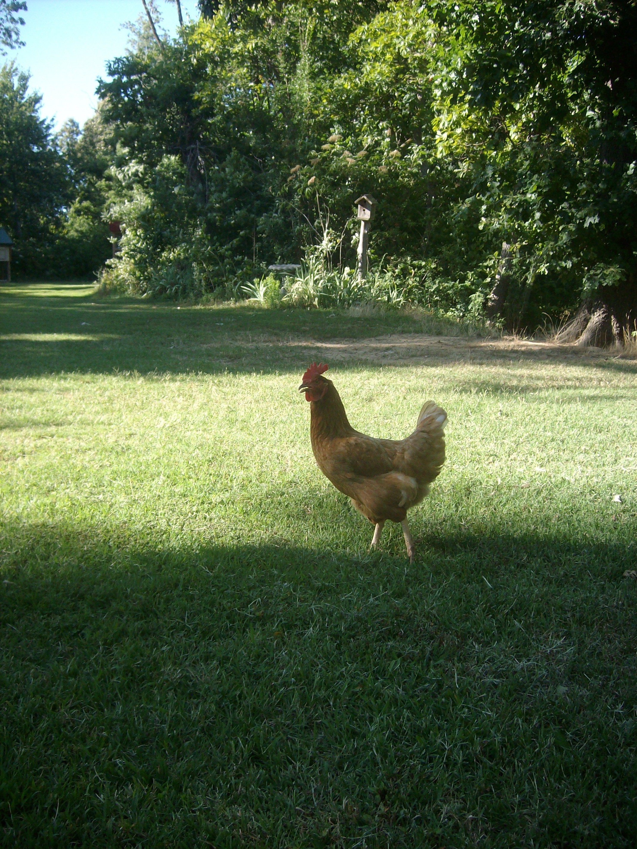 Creampuff.(NHR)  One of my first chicks since moving to Arkansas, four years ago.