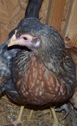 crested cream legbar pullet