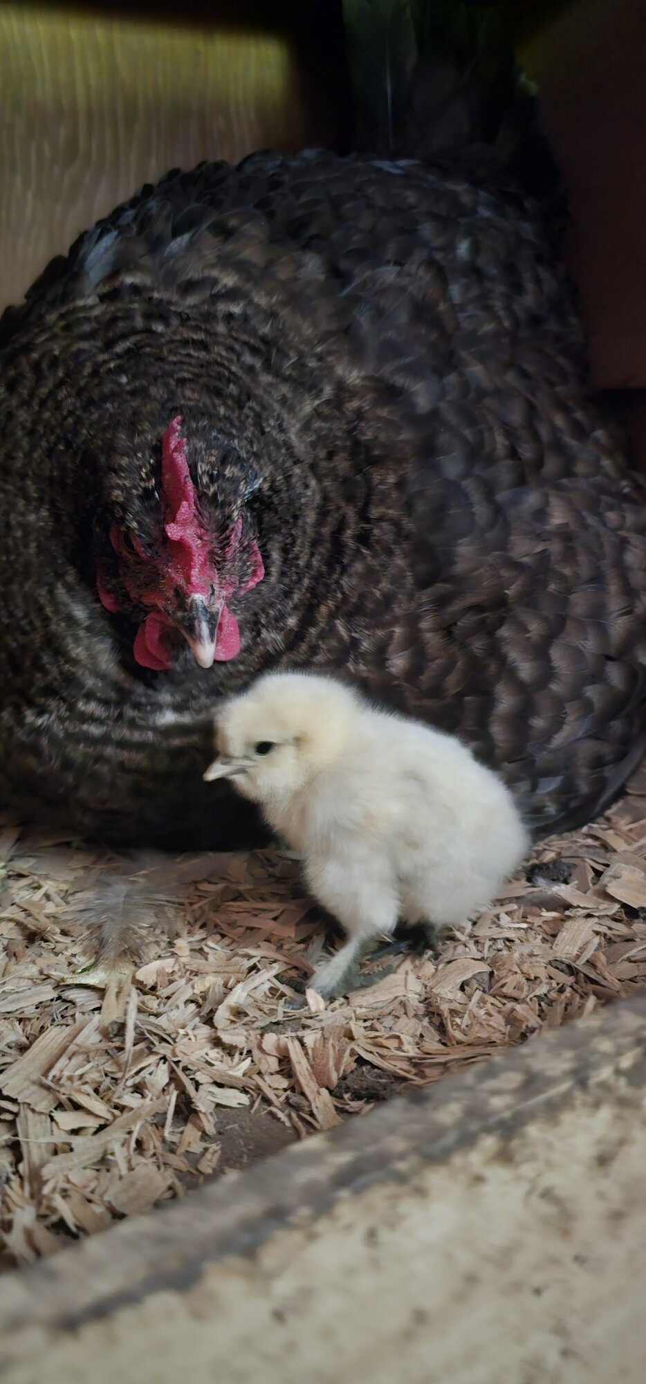 Cutest Baby Fowl Photo Contest 382.jpg