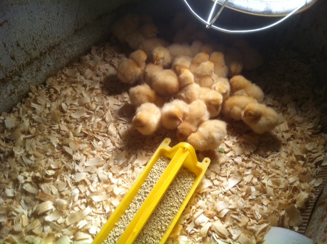 Day Old Buff Pullets