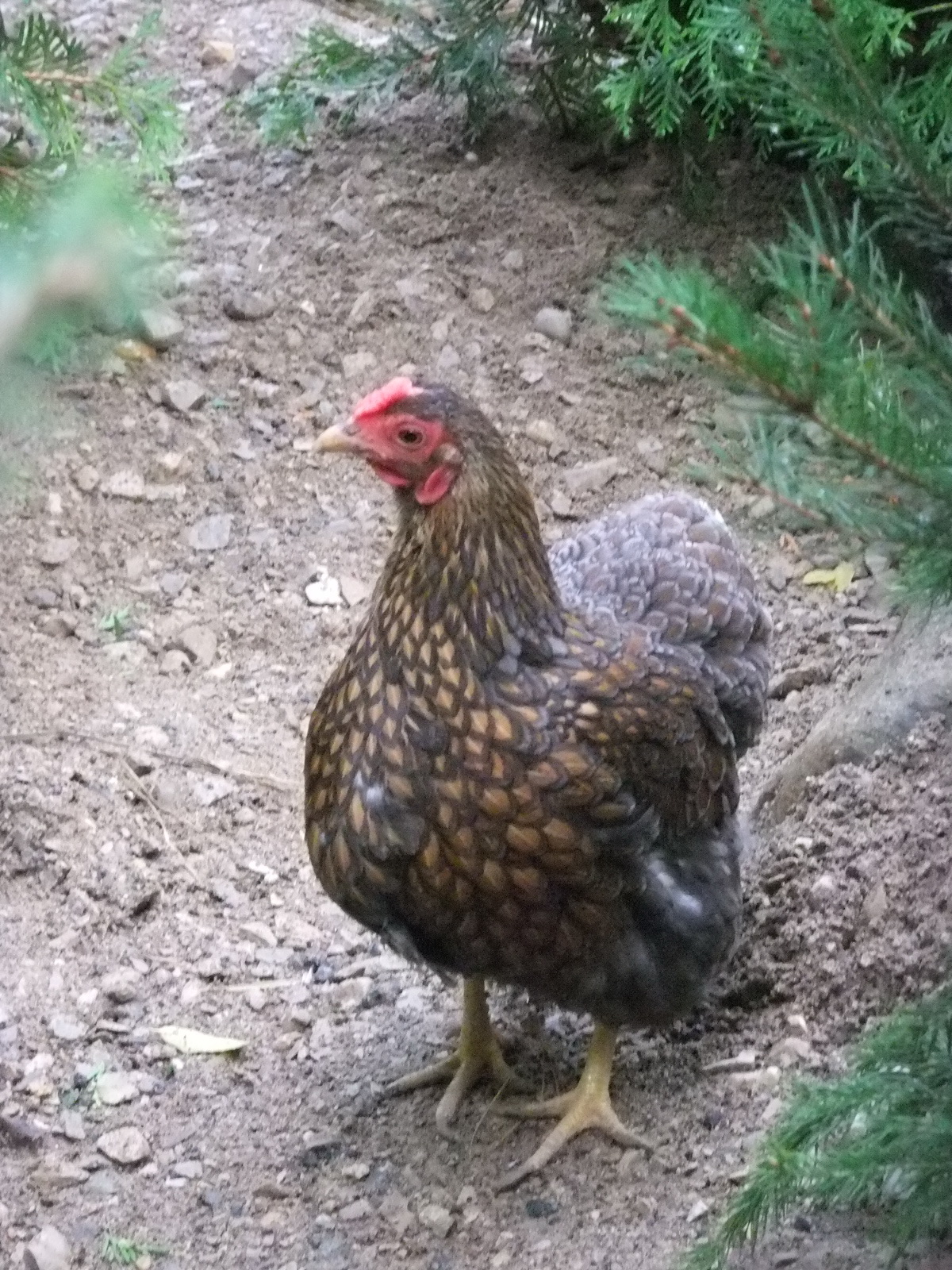 Didjety-Female Blue Laced Wyandotte