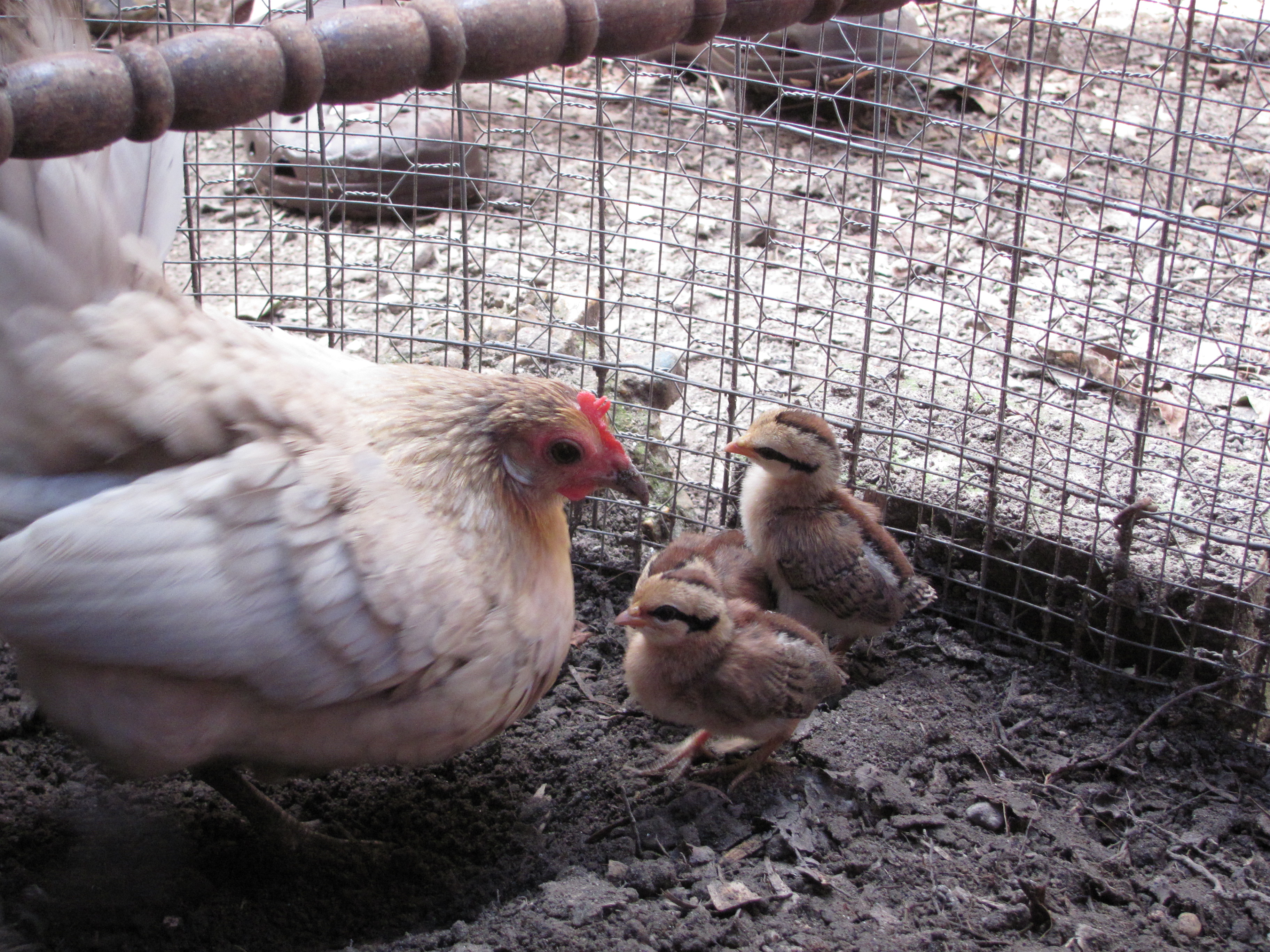 Dovie & 1 week old peeps 8-21-12