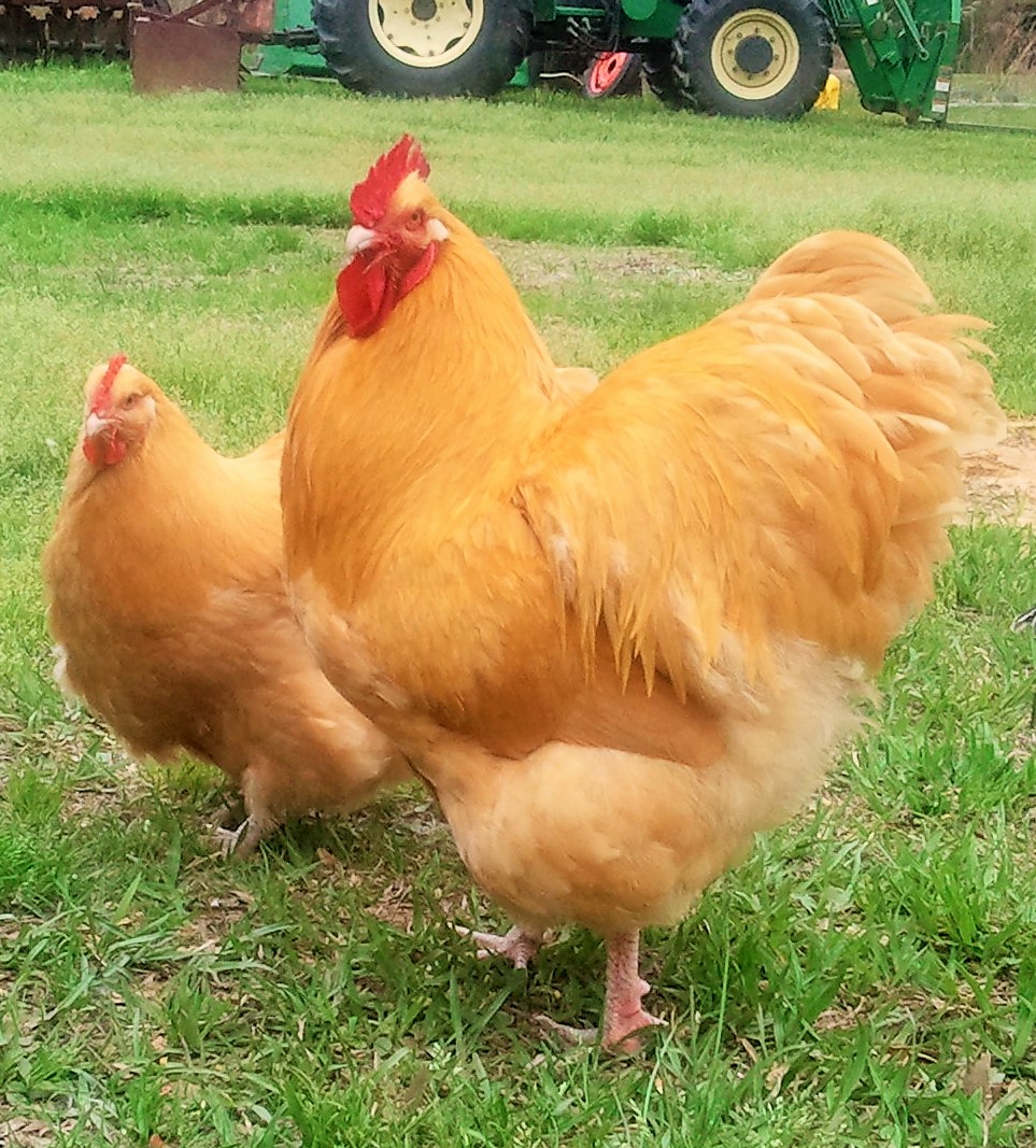 English Buff Orpington Rooster with Clevenger/Farthing Buff Orpington Hen |  BackYard Chickens - Learn How to Raise Chickens