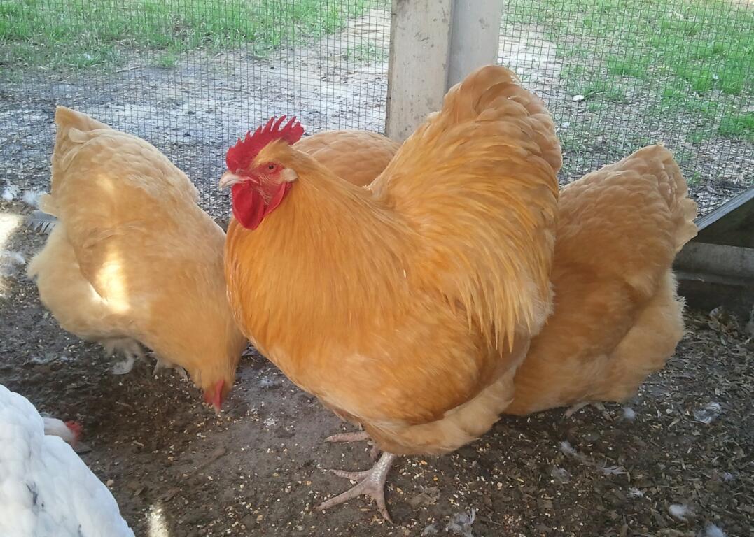 English Buff Orpington Rooster with Clevenger/Farthing buff orpington  pullets | BackYard Chickens - Learn How to Raise Chickens