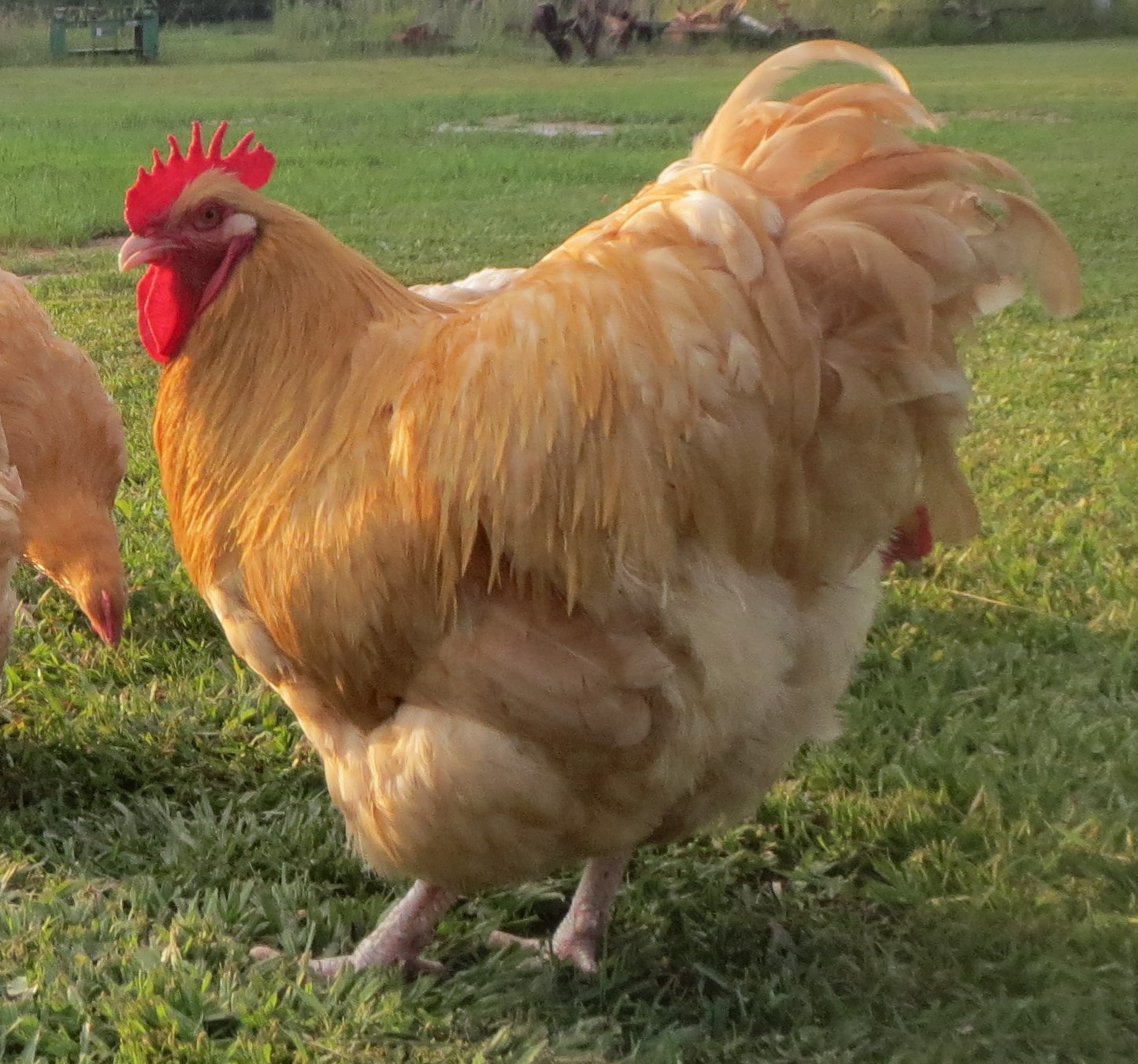 English Buff Orpington | BackYard Chickens - Learn How to Raise Chickens