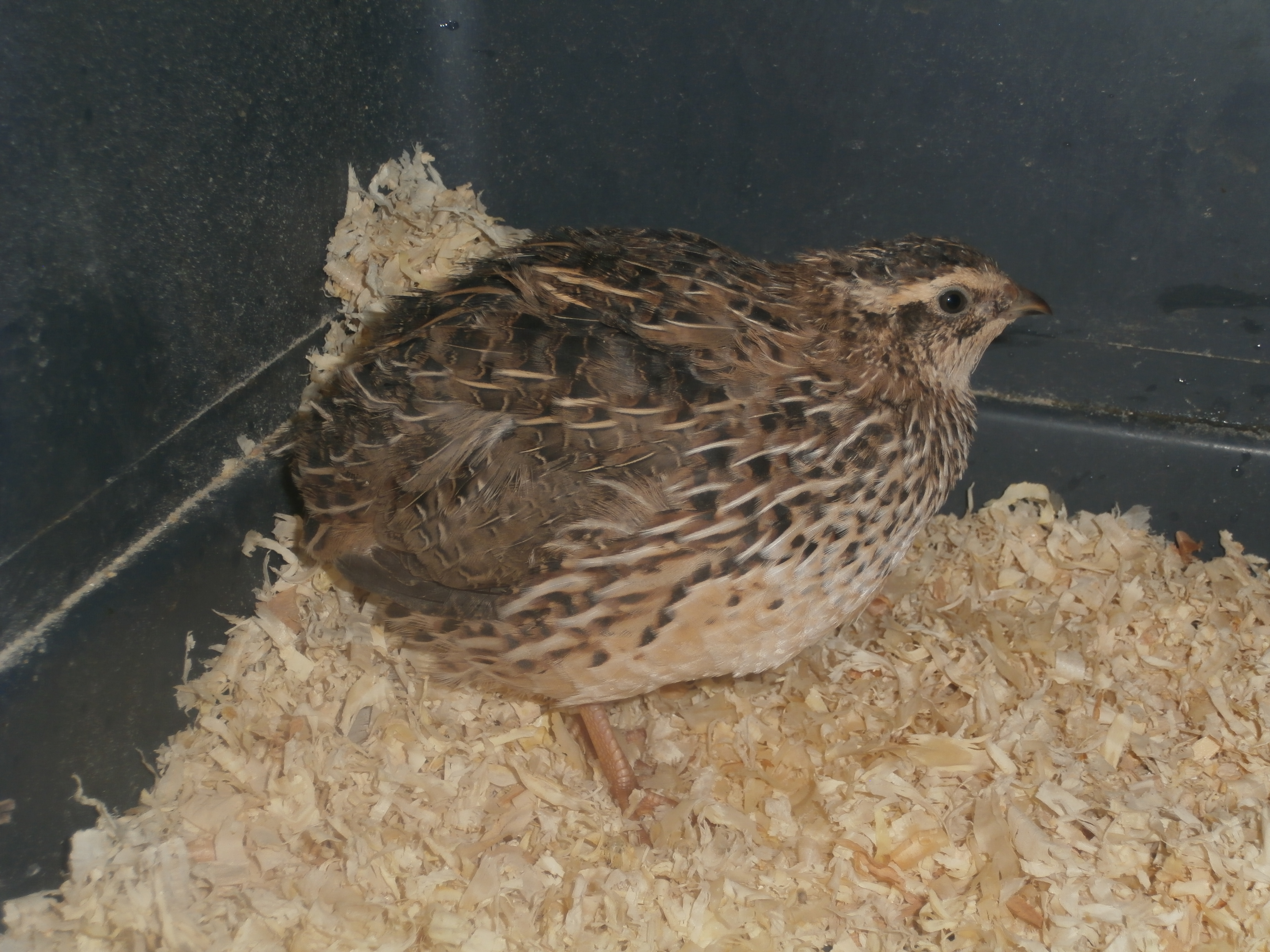 Female coturnix quail | BackYard Chickens