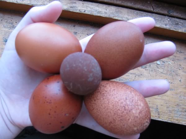 First day all 4 of my Marans hens laid - with an extra Fart egg
