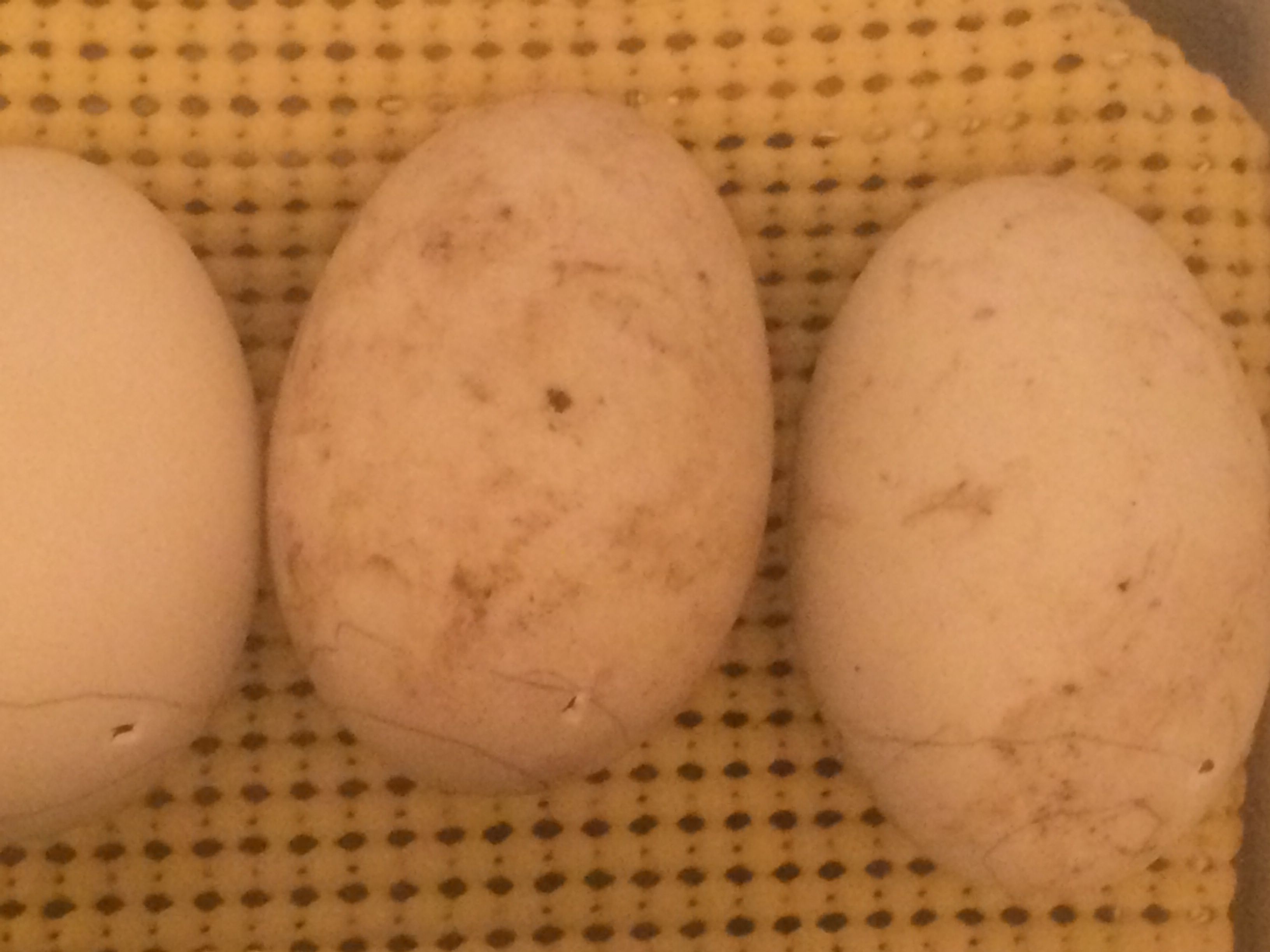 First duck egg incubation and hatch attempt day 29. All three with external pip! Finally!