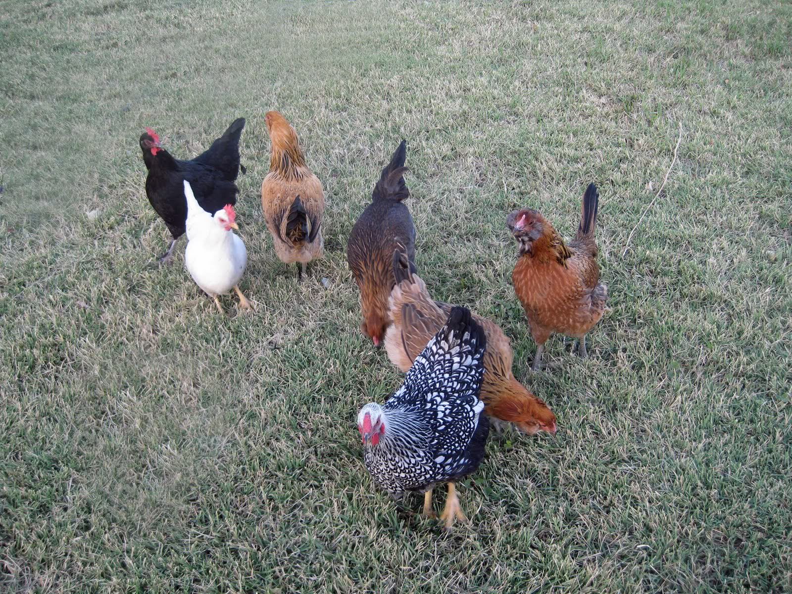 Four Easter Eggers, a black copper marans, a white leghorn, and a silver laced wyandotte.