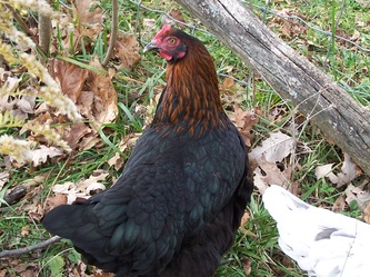 French Black Copper Marans Hen
Pure Wade Jeane Line