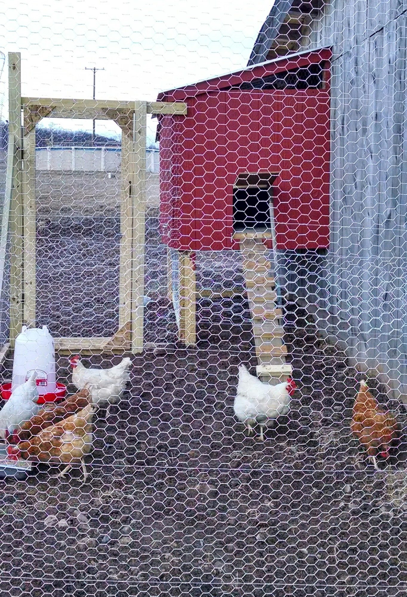 Front view. Here you can see the ladder for the hens to walk up to the house. New hens already enjoying their new home. I have Rhode island reds and amber white in here so far.