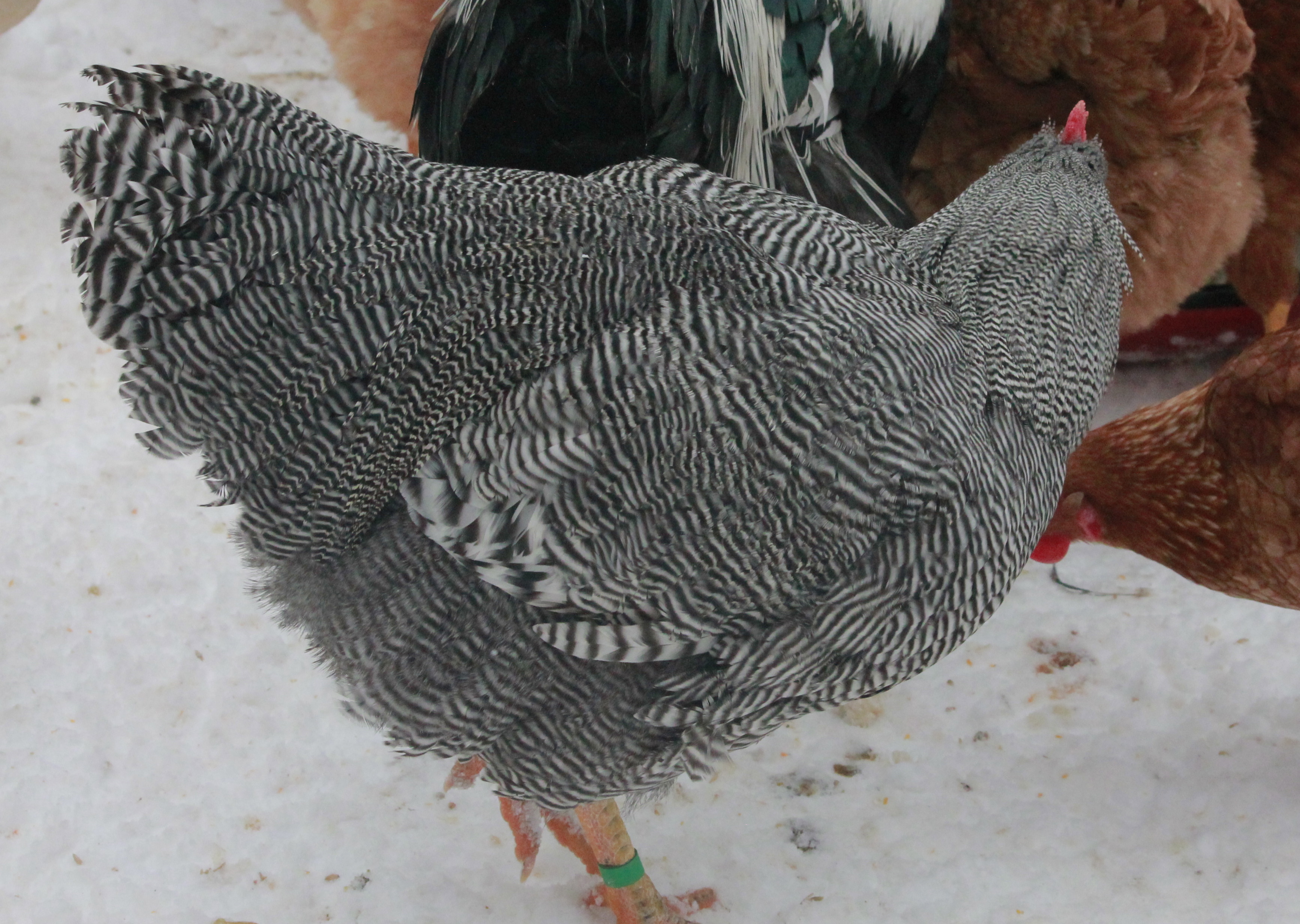 Gatsby, our 2014 breeding Barred Plymouth Rock #1 choice. He is 26 weeks old here. Hatched June 28th 2013