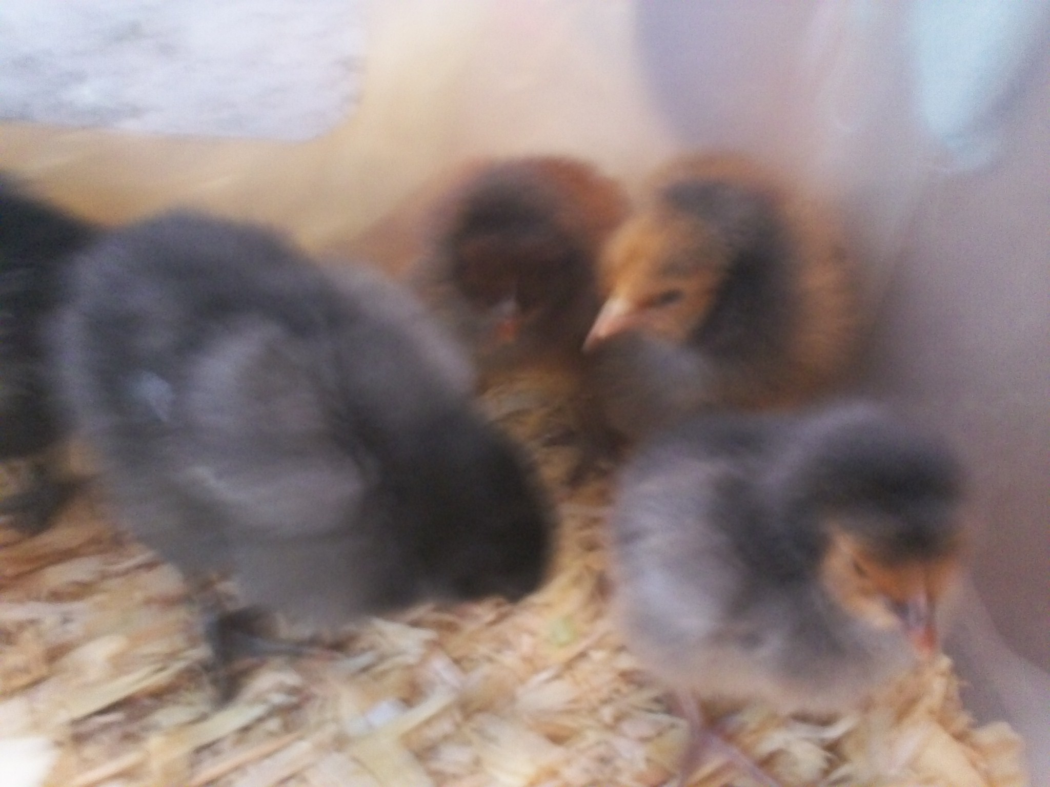 Gold Laced day old chicks