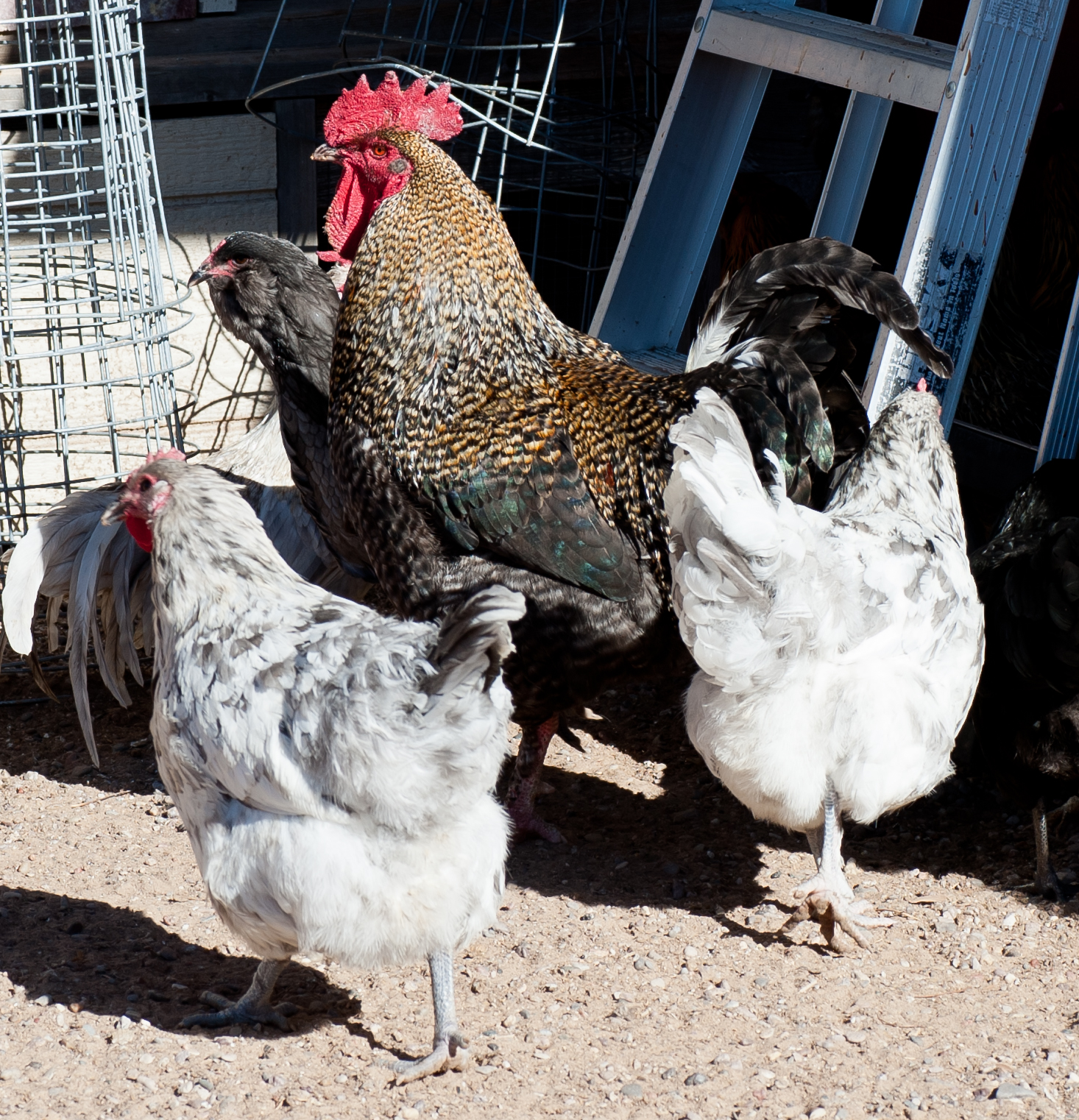 Golden Cuckoo roo and Splash hens | BackYard Chickens - Learn How to ...