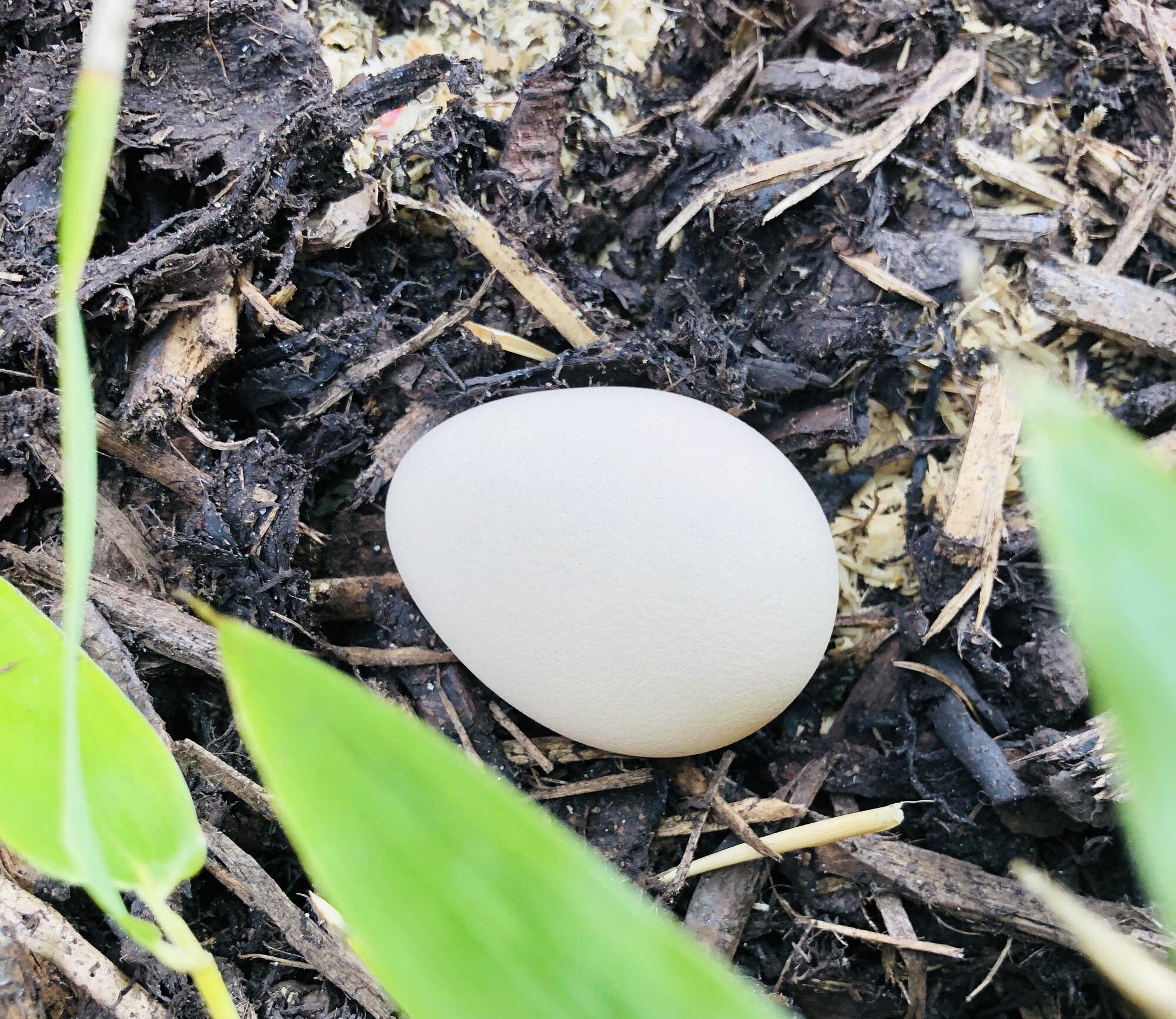 guinea-fowl-egg-backyard-chickens-learn-how-to-raise-chickens