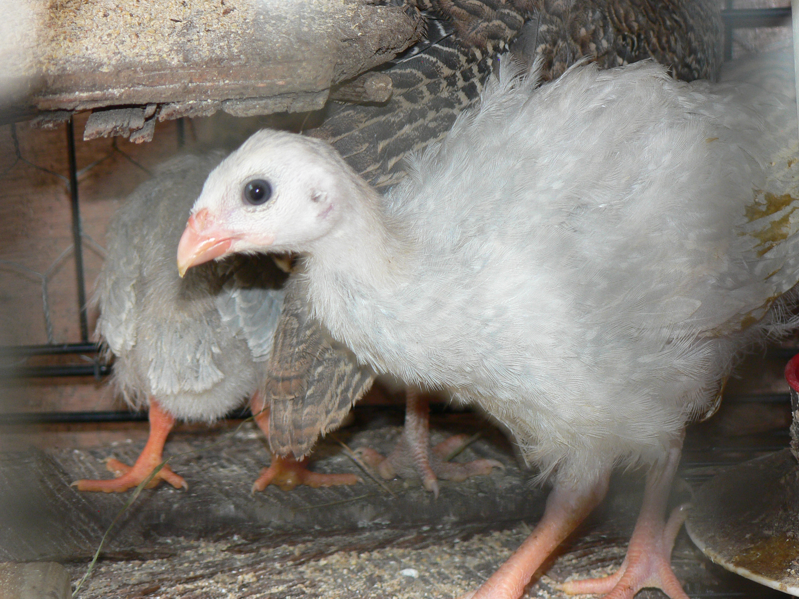 Guineas!