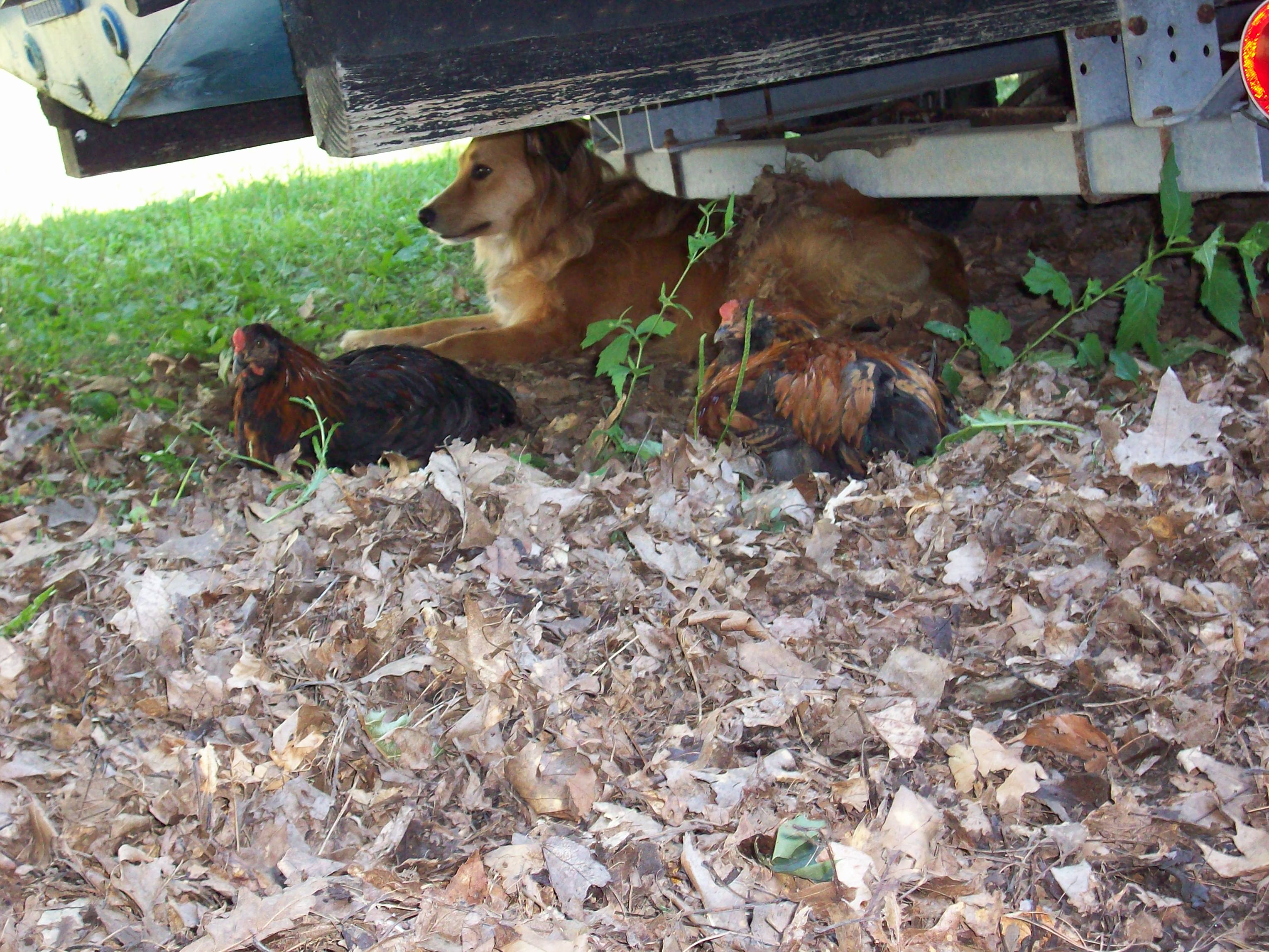 Hanging out in the shade, Mindy, RB (roo) and Mr Greenjeans (roo)