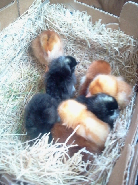 Hatched Nov 12  arrived safe and sound in 24 hours :) thank you Meyer Hatchery and USPS