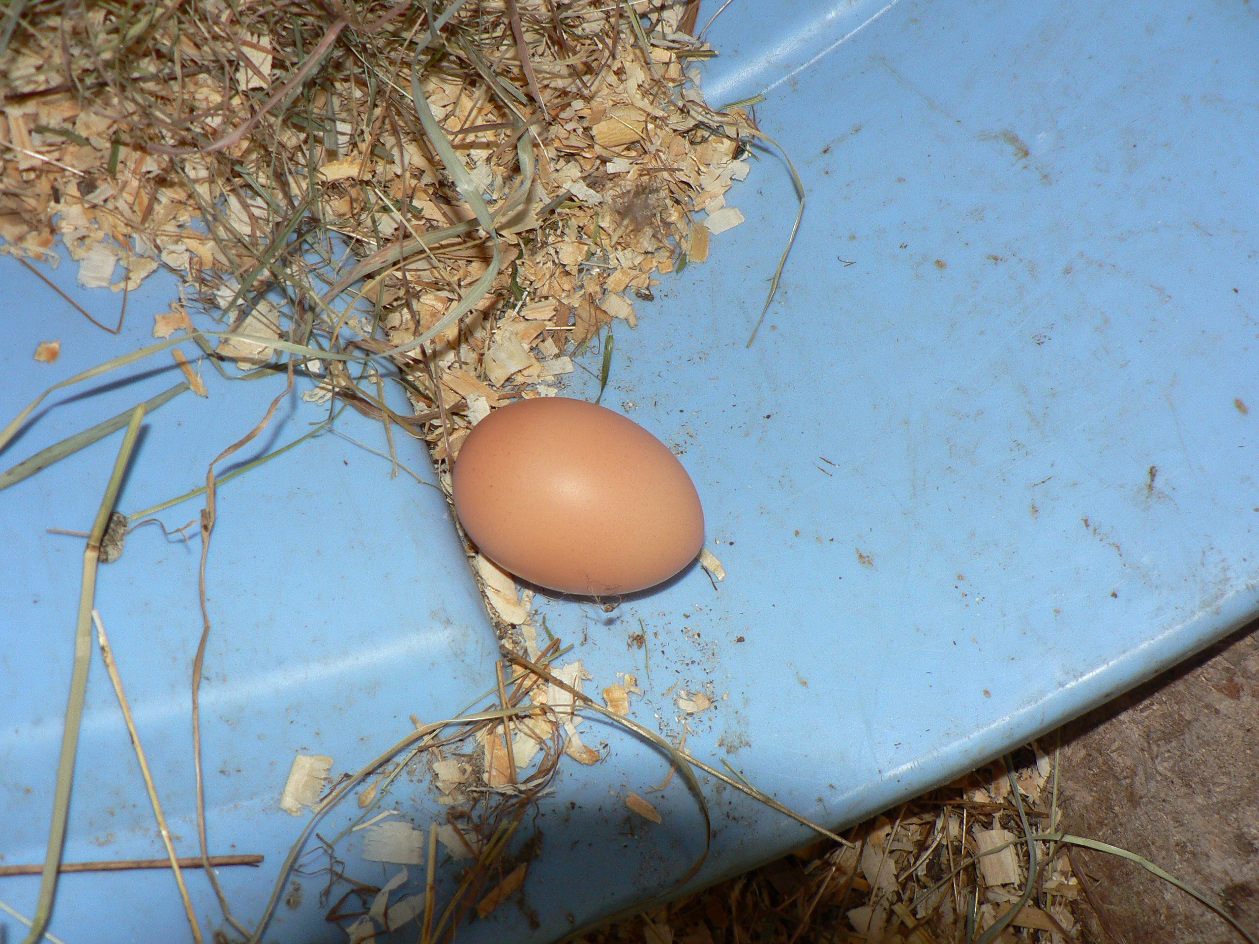her egg she laid early this afternoon