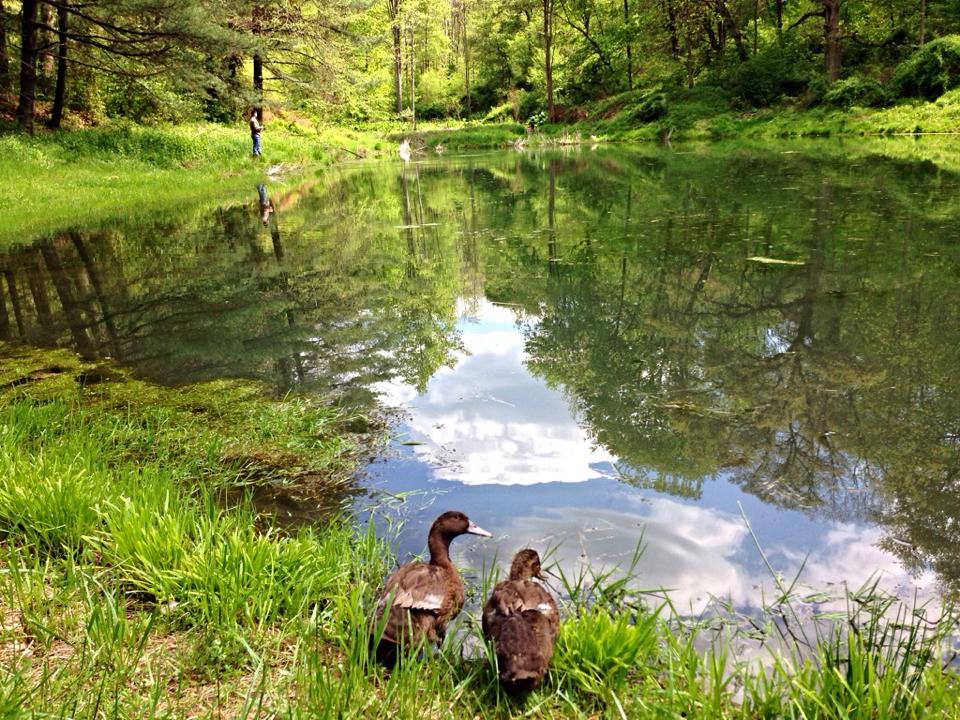 Hershey & Reese in their pond!