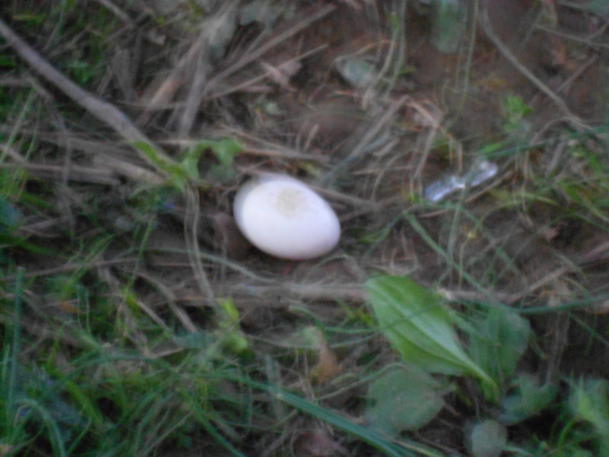 japanese egg