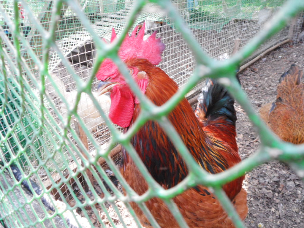 Kabir rooster he stands 22 inches, big boy