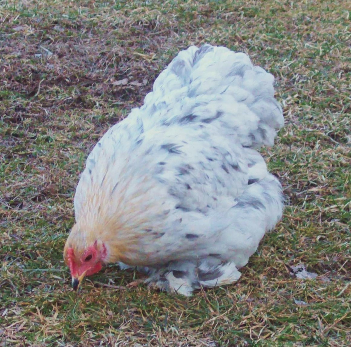 Katie - Lemon blue splash hen