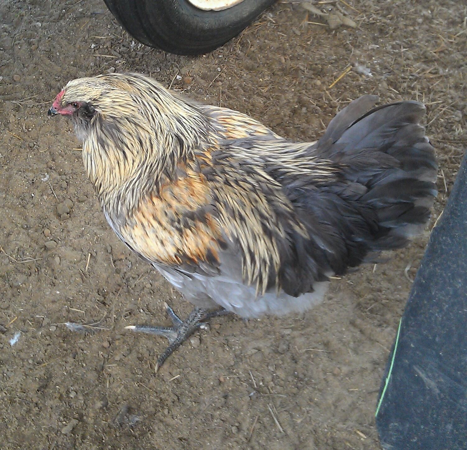 Lemmy EE Rooster