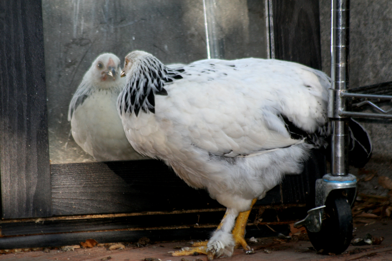 Light Brahma hen discovers she's as pretty as she thought