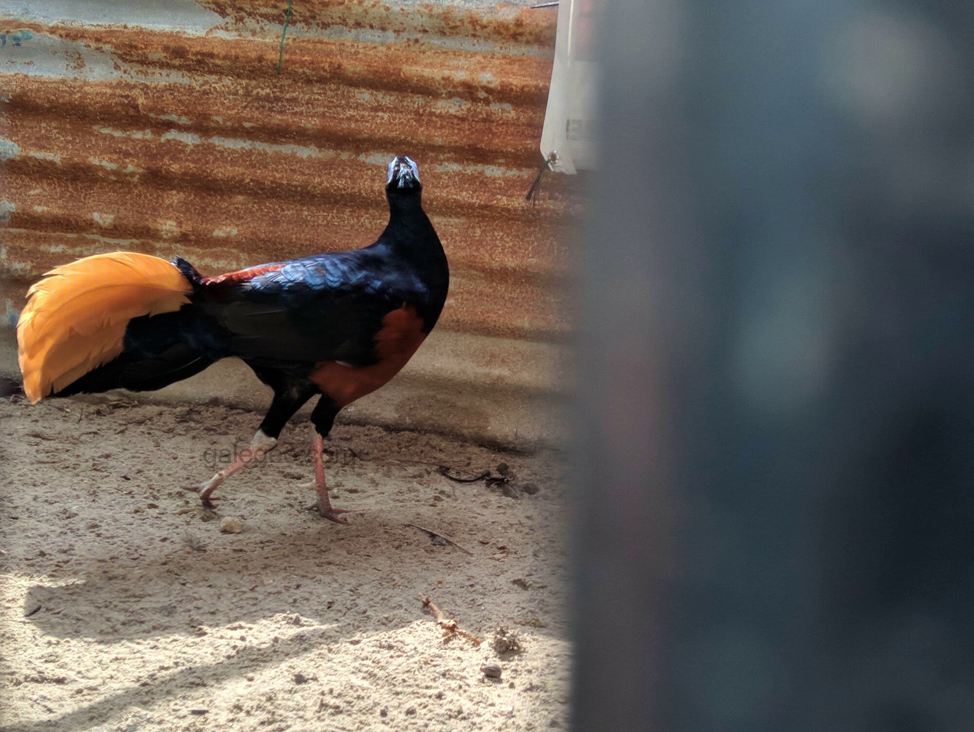 Male Crested Fireback