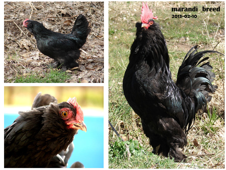 marand breed
Rare Breed Poultry
Azerbaijan breeds
rare race 
Marand