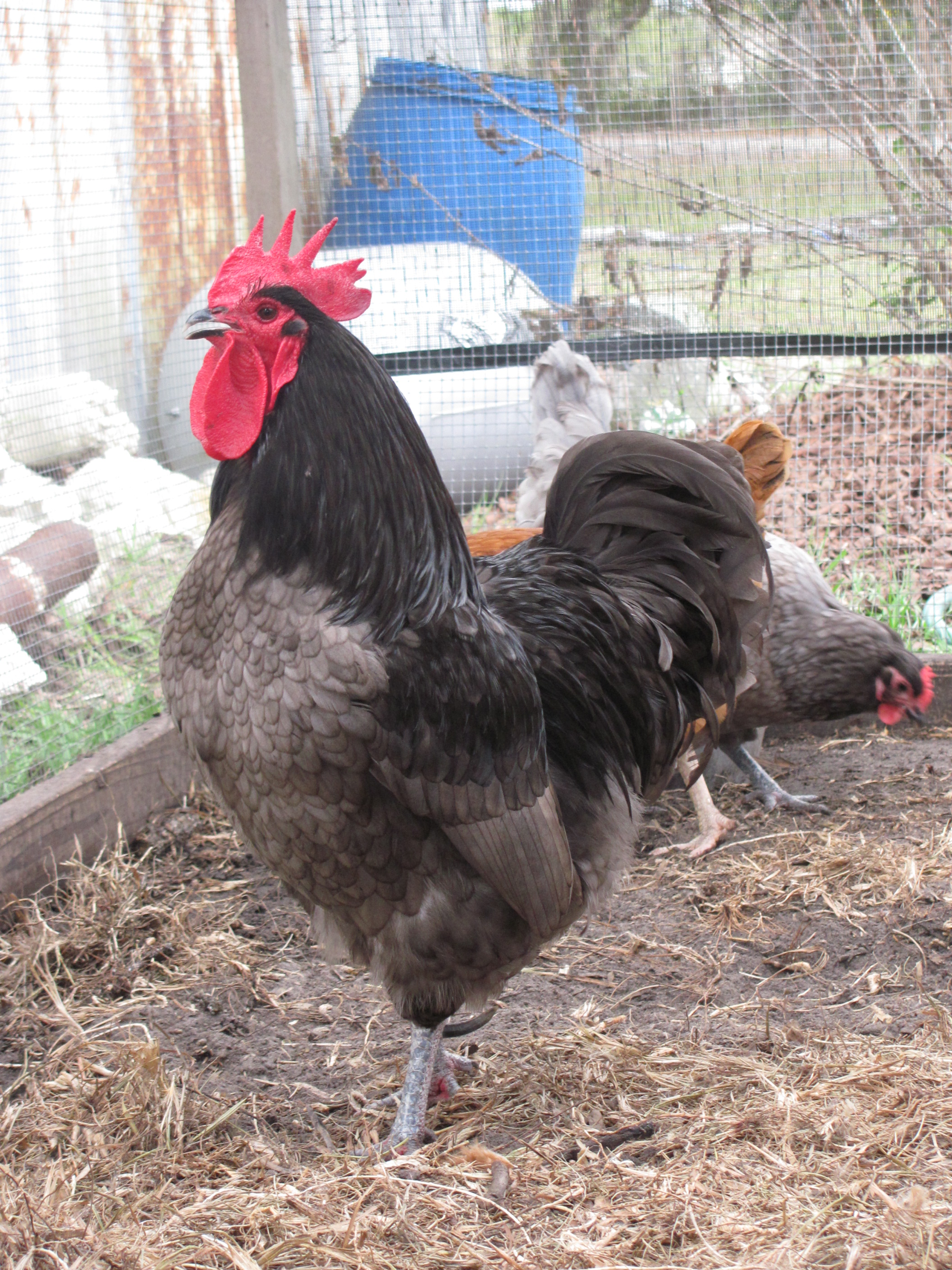 Marcus Aurelius our Blue Marans Rooster
(Because he thinks he's a mighty general and emperor of all of Rome.  He's not the best behaved fellow, but he's definately the best looking rooster we've owned.  He's more blue in person, my camera doesn't do him justice.)