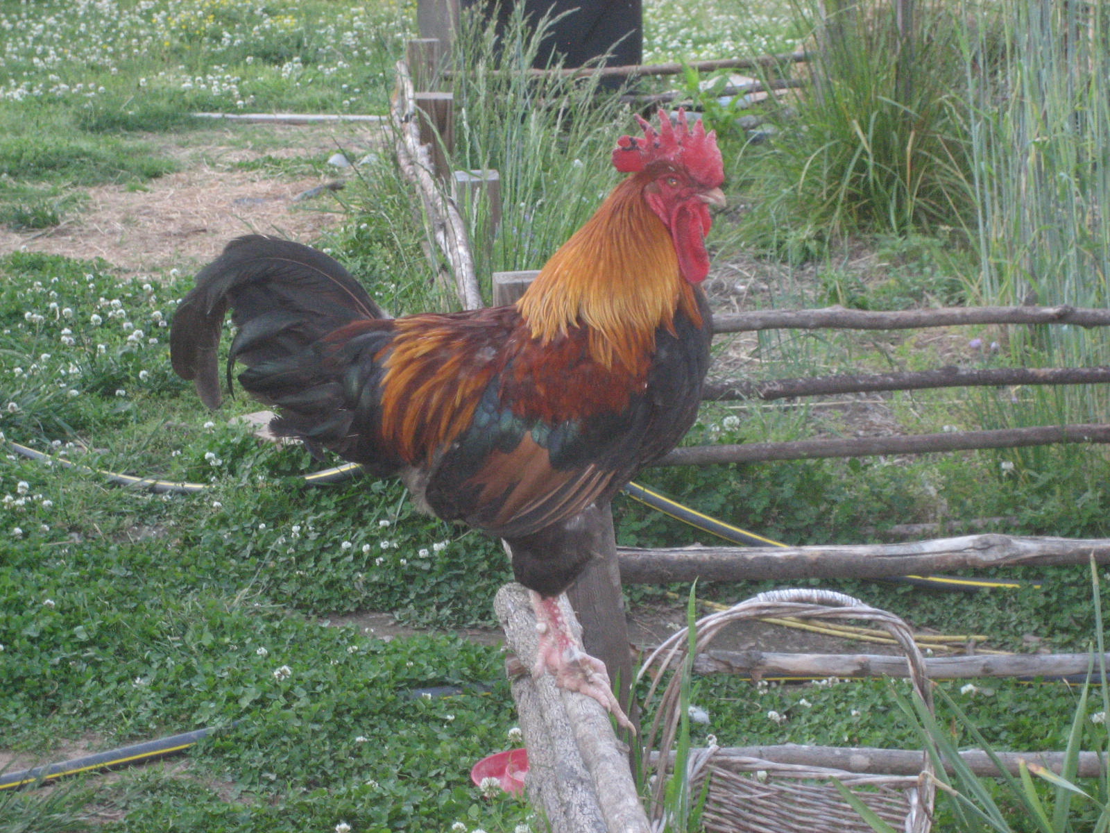 May 2011 cock