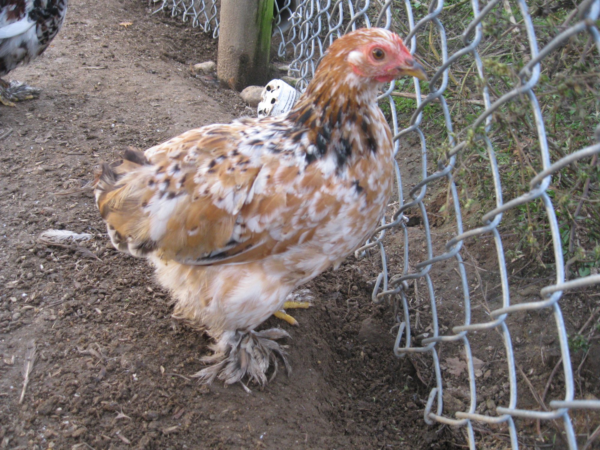 Mille Fleur bantam Cochin pullet | BackYard Chickens - Learn How to ...