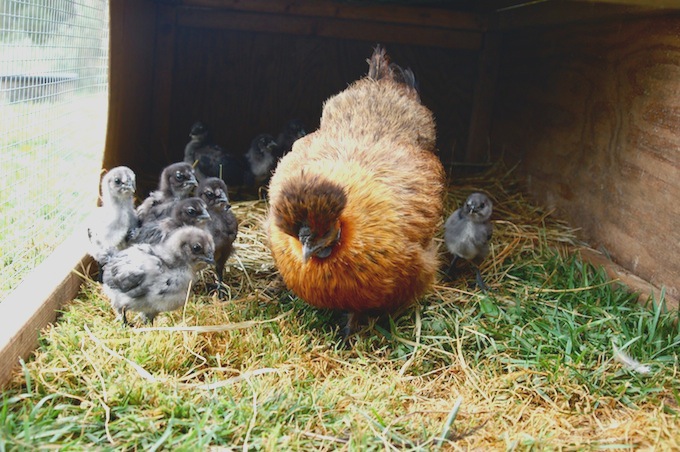 Momma and her blue babies.