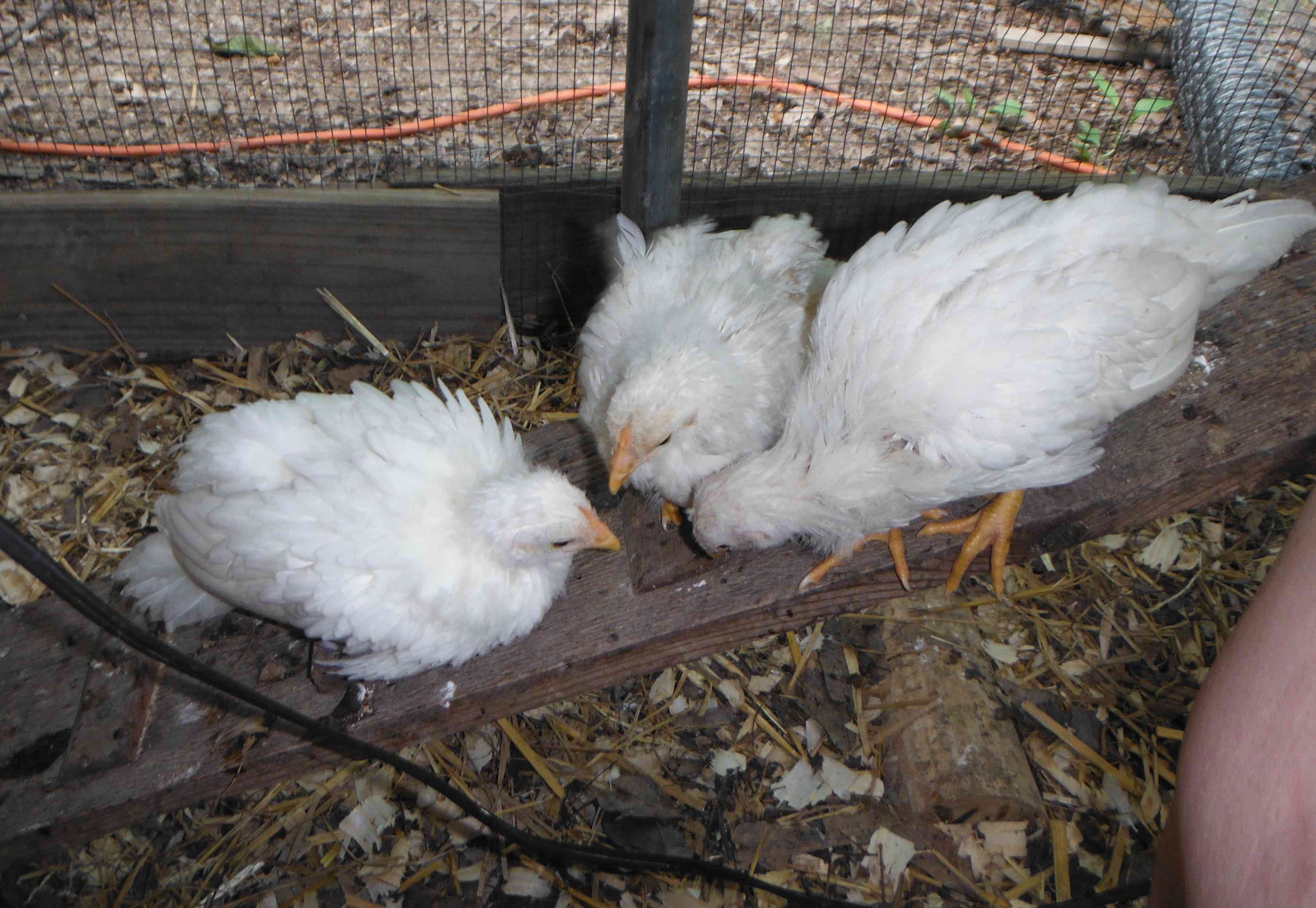 Month old cubalaya chicks, spring 2012