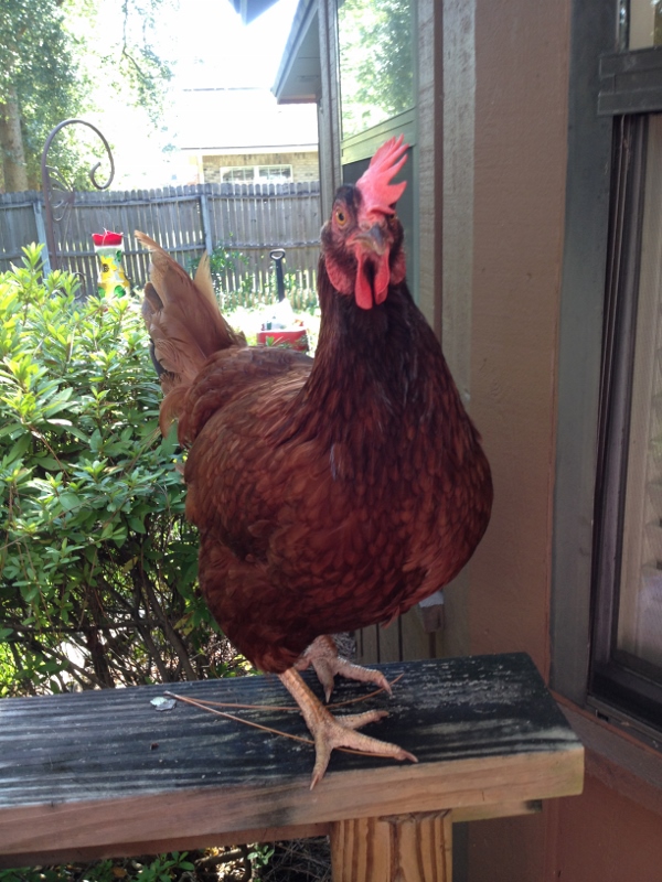 Ms Lucy, the big red hen