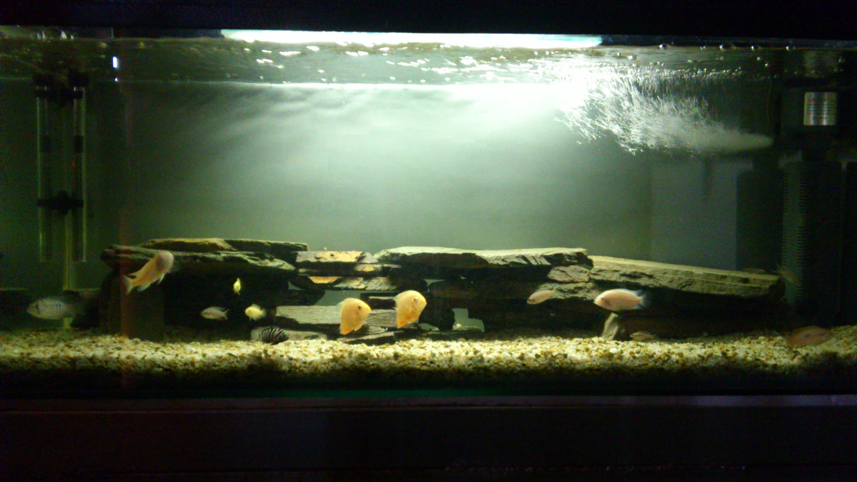 my backroom cichlid tank
2 red spotted severum
2 albino zebra 
3 brichardi
2 blue acara
2 julie regani
2 convicts
2 yellow electra 
1 red jewel