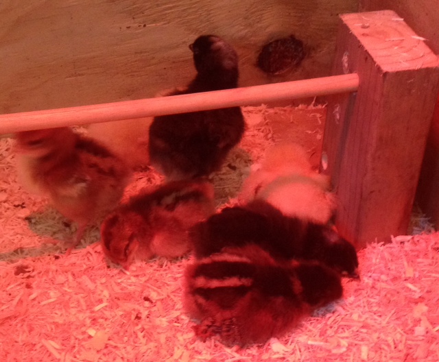 My chicks just suddenly just fall over- just like little puppies.