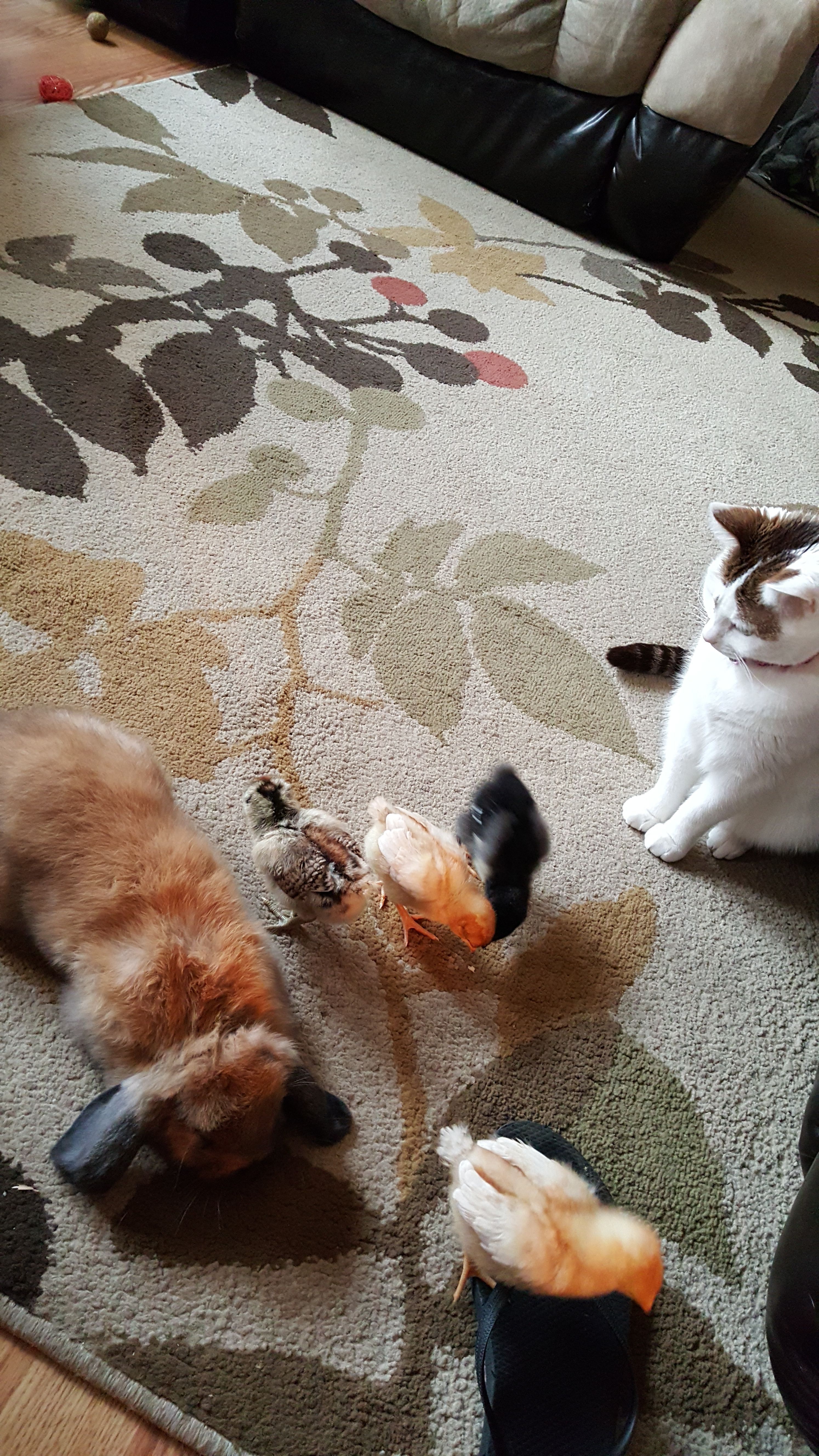 My girls hanging out, with Meatball my sons mini lop and our cat Karma. Don't worry Dime is close by.