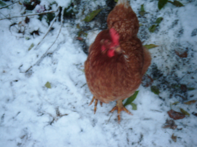 My youngest hen, Pumpkin or Digger as we now call her, in the snow, she once dug a hole so deep she couldn't jump out and is my Mum's favourite hen as she help pick the spots for new plants.