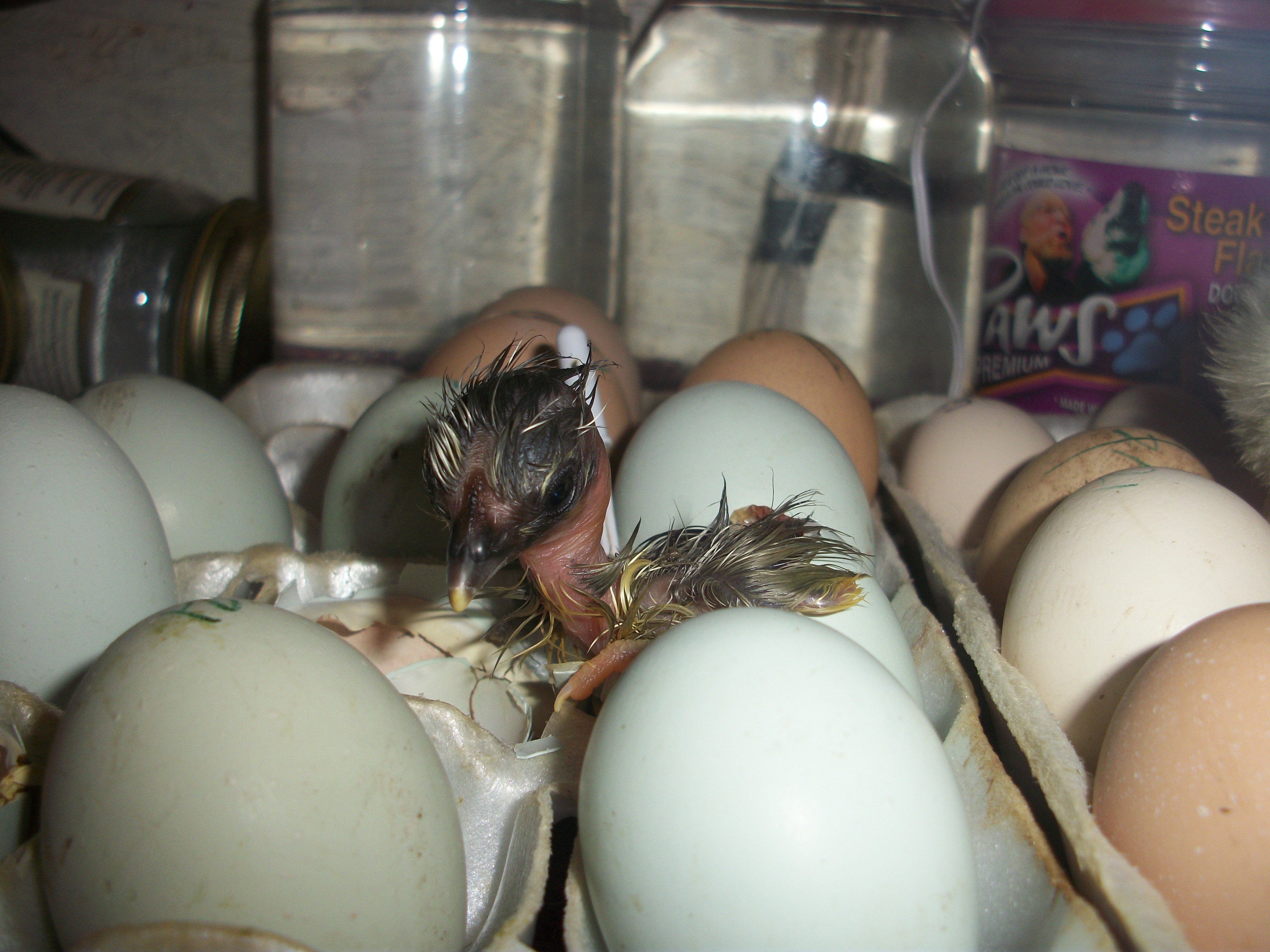 Naked Neck Green-Egger hatched 1/12/12
Little beauty just popping out (pic 1)