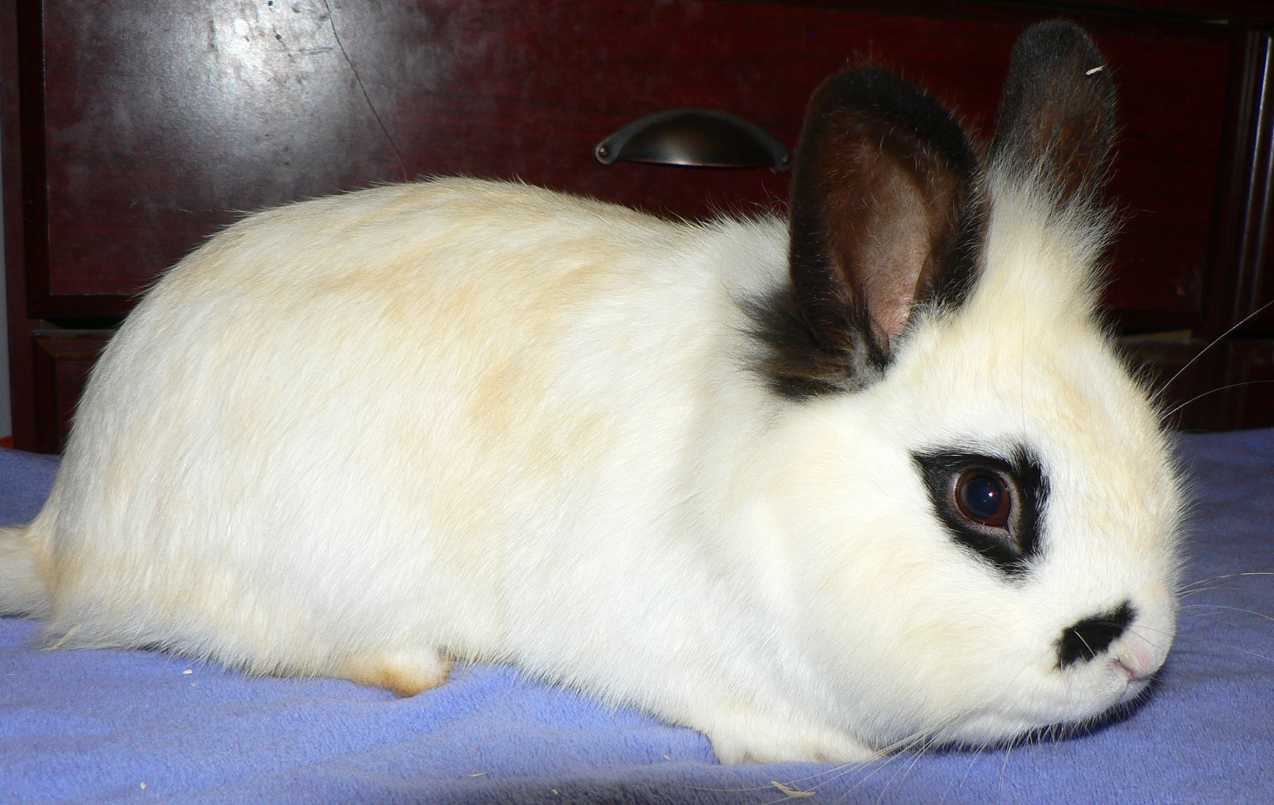 Oscar, Arnold's cage mate
Lionhead buck