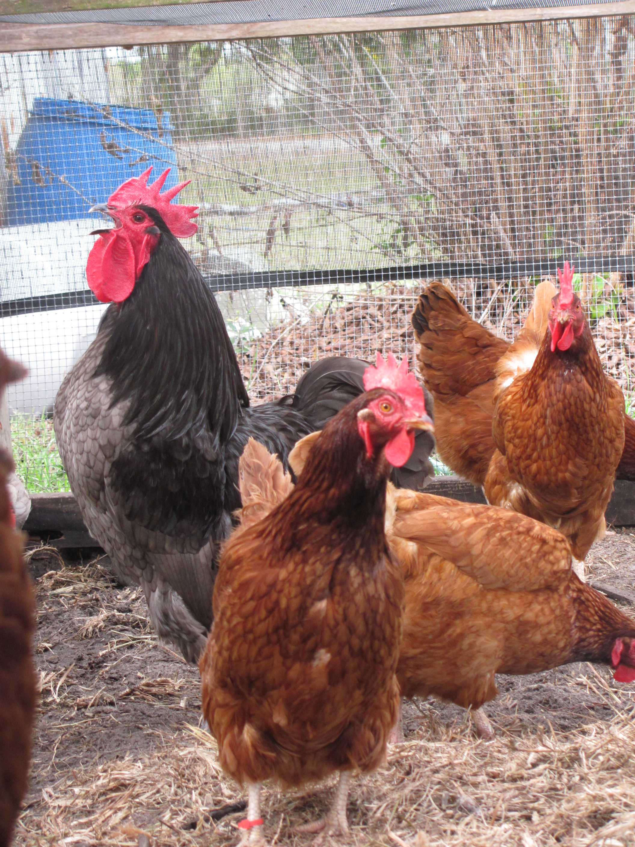 Our Blue Marans Roo crowing, with a few of his RIR ladies.