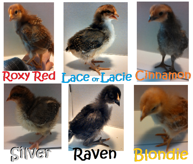 Our first chicks at 2 weeks old.
