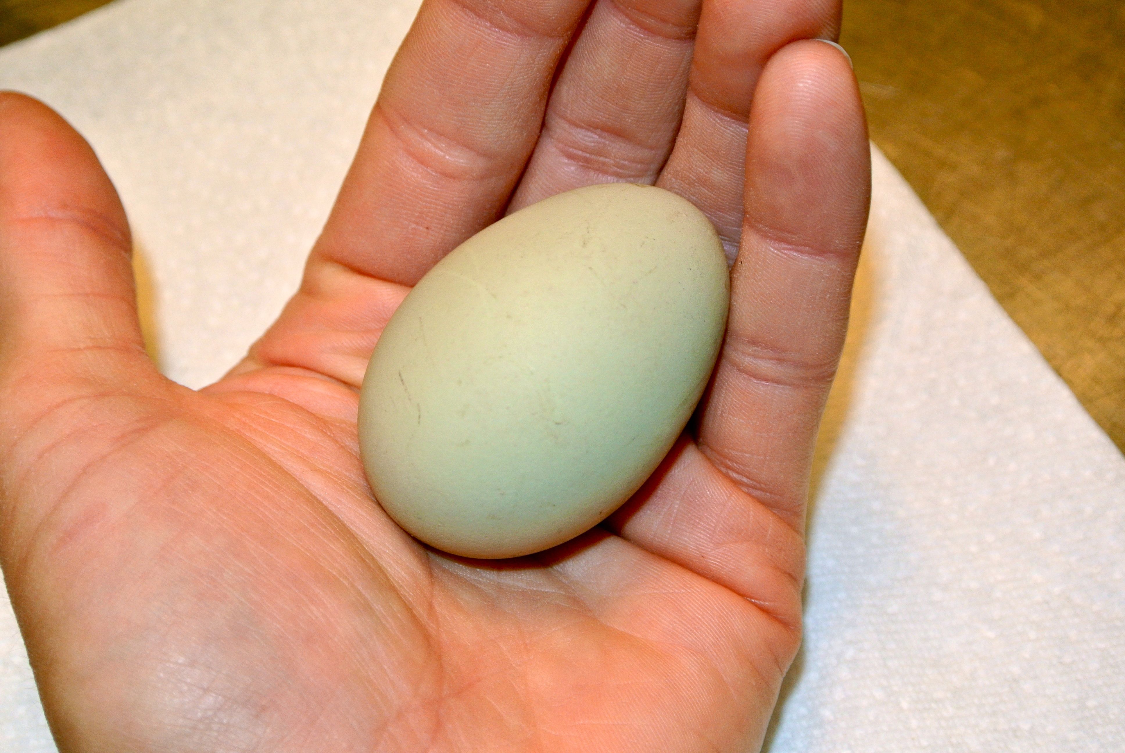 Our first easter egger's egg from Dr. Pepper a 22 1/2 week old pullet.