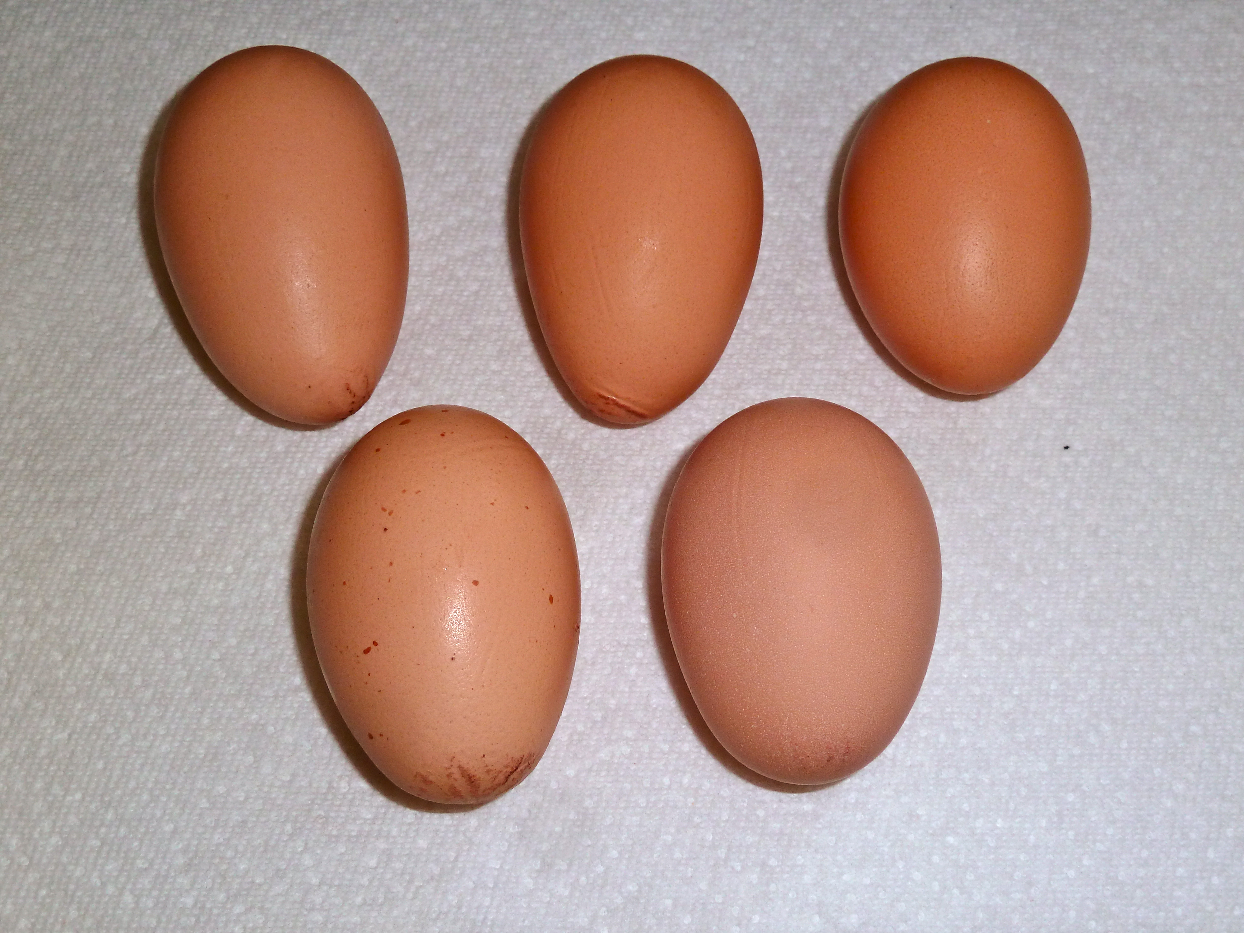 Our first five eggs. From left to right. July 30 (discovered at 8 pm in center egg box), July 31 (found at 4 pm. Laid after 10:30 am in left egg box), Aug. 1 (found at 4 pm in center. Laid after 2 pm.), Aug. 3 (found in center at 7:40 am and still warm. Laid after 6:30 am.), Aug. 4 (in center, laid after 7:30 am and found at 9:15 am). All had normal small yolks. I did observe Peach (21 week old Prod. Red) enter center egg box at 7:15 to lay the 5th egg. Also checked pubic bones and Peach's are widest (almost 3 fingers) and next up is actually Alaska (19 week old Black Australorp) at 2 1/2 fingers.