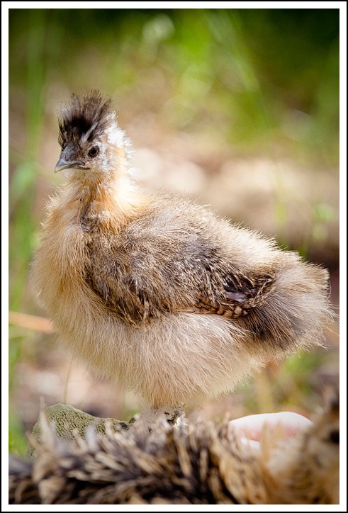 Our hen Penny when she was still a cute little thing :-)