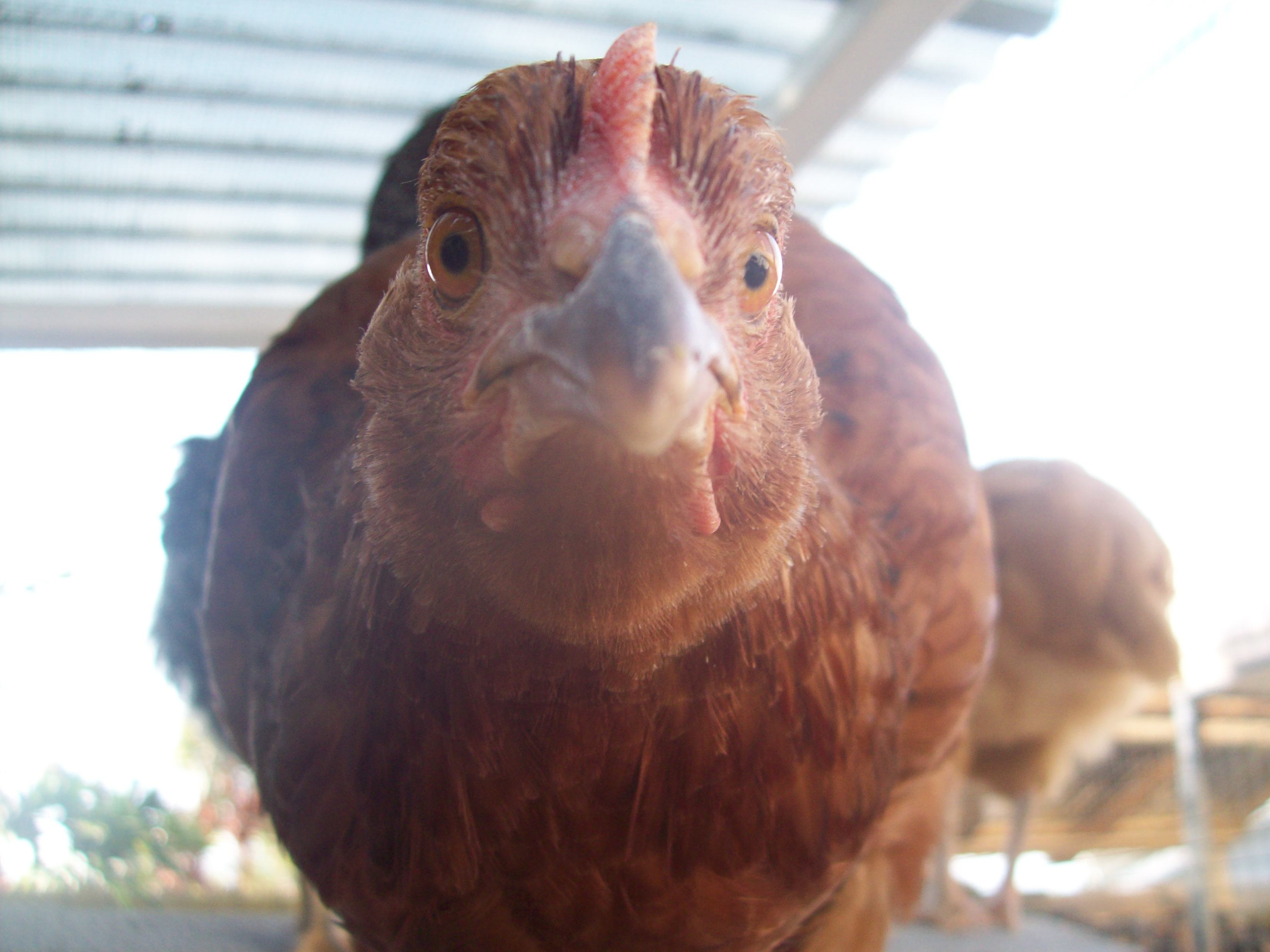 Peep, Rhode Island Red pullet