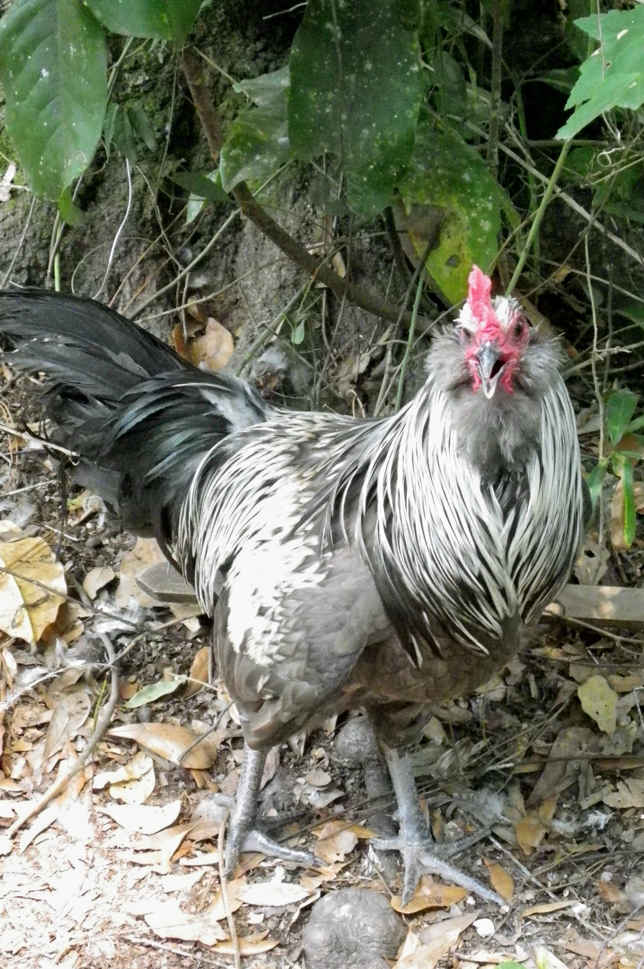 Phoenix x Ameraucana cross